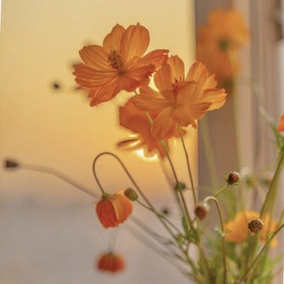 welcome凤凰彩票截图